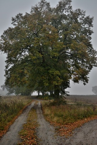 Cekcyn we mgle - ZDJĘCIA