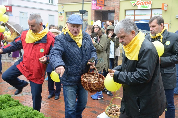 Tuchola: Posadzono dziesiątki żonkili - ZDJĘCIA