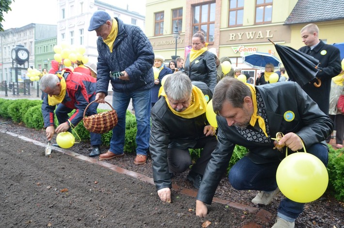 Tuchola: Posadzono dziesiątki żonkili - ZDJĘCIA