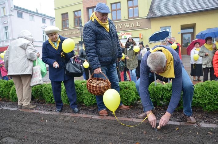 Tuchola: Posadzono dziesiątki żonkili - ZDJĘCIA
