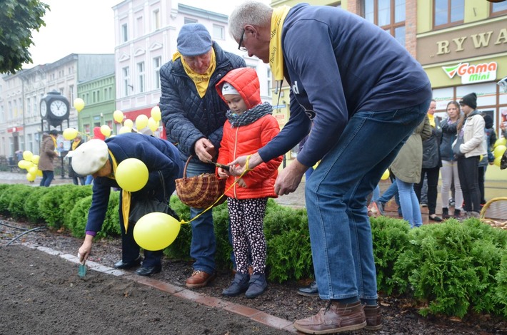 Tuchola: Posadzono dziesiątki żonkili - ZDJĘCIA