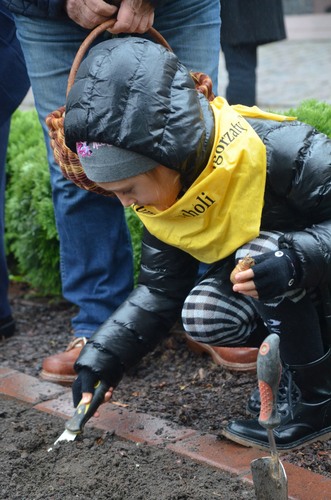 Tuchola: Posadzono dziesiątki żonkili - ZDJĘCIA