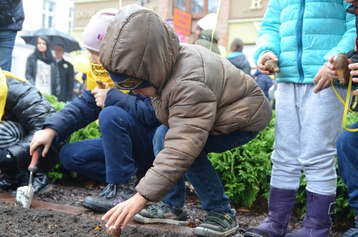 Tuchola: Posadzono dziesiątki żonkili - ZDJĘCIA