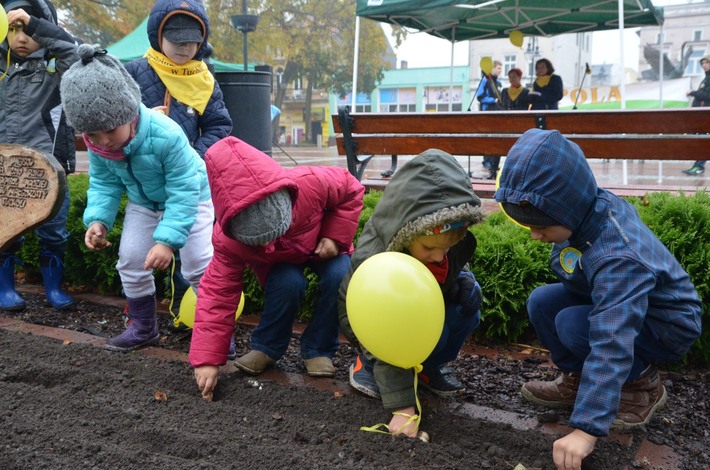 Tuchola: Posadzono dziesiątki żonkili - ZDJĘCIA