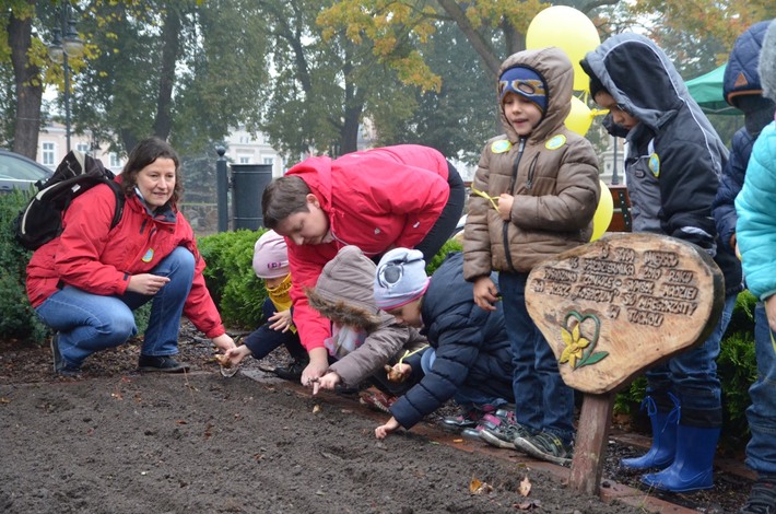 Tuchola: Posadzono dziesiątki żonkili - ZDJĘCIA