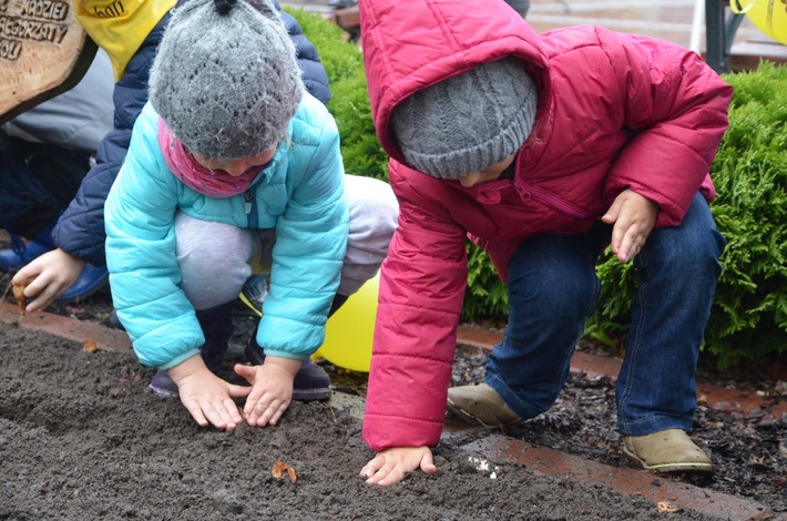 Tuchola: Posadzono dziesiątki żonkili - ZDJĘCIA
