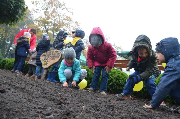 Tuchola: Posadzono dziesiątki żonkili - ZDJĘCIA
