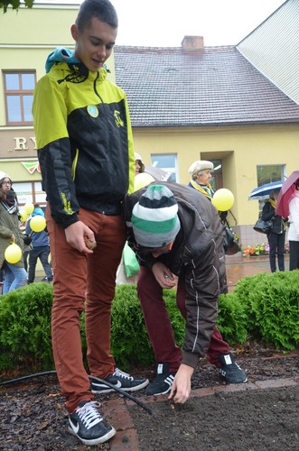 Tuchola: Posadzono dziesiątki żonkili - ZDJĘCIA