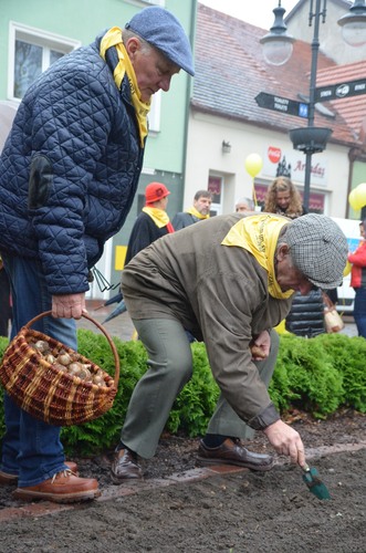 Tuchola: Posadzono dziesiątki żonkili - ZDJĘCIA