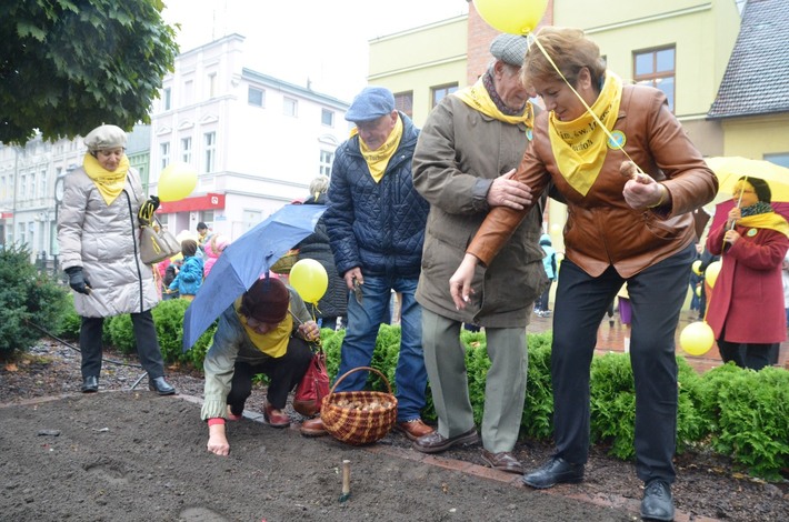 Tuchola: Posadzono dziesiątki żonkili - ZDJĘCIA
