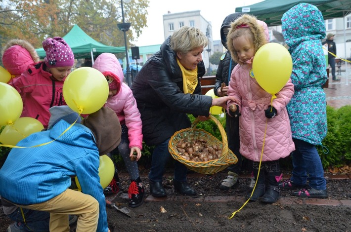 Tuchola: Posadzono dziesiątki żonkili - ZDJĘCIA