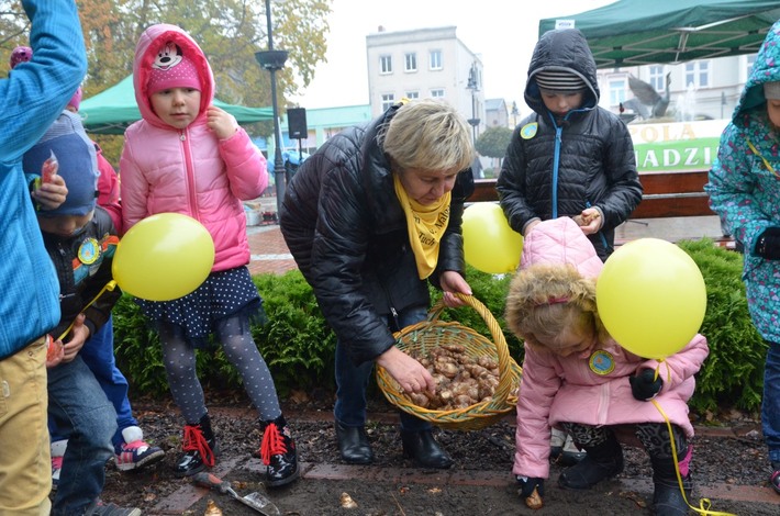 Tuchola: Posadzono dziesiątki żonkili - ZDJĘCIA
