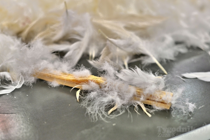 Babskie sprawy - darcie pierza - ZDJĘCIA