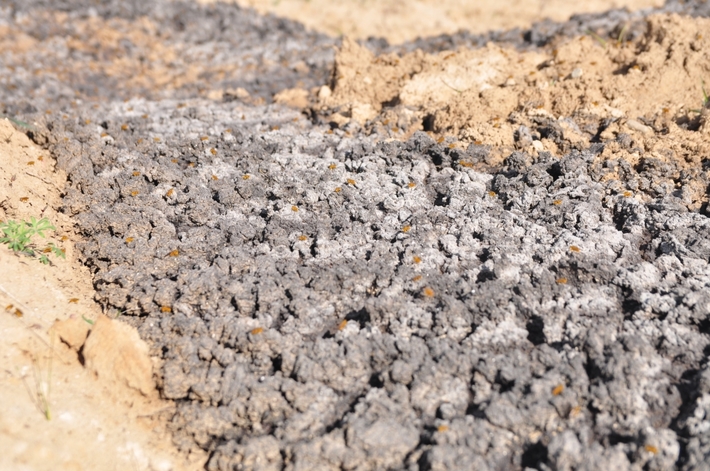 Lubiewo,Bysław: Jak komunalka odpad z oczyszczalni wywiozła... ZDJĘCIA