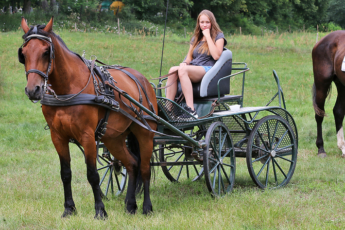 Śliwice: Konno i w rytmie cygańskich melodii - ZDJĘCIA