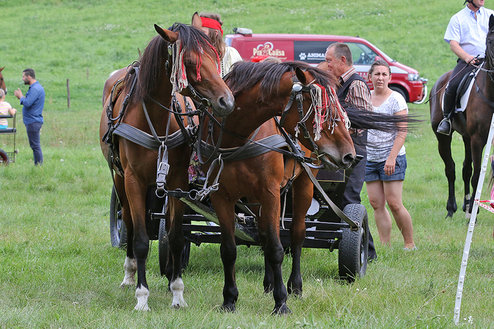 Śliwice: Konno i w rytmie cygańskich melodii - ZDJĘCIA