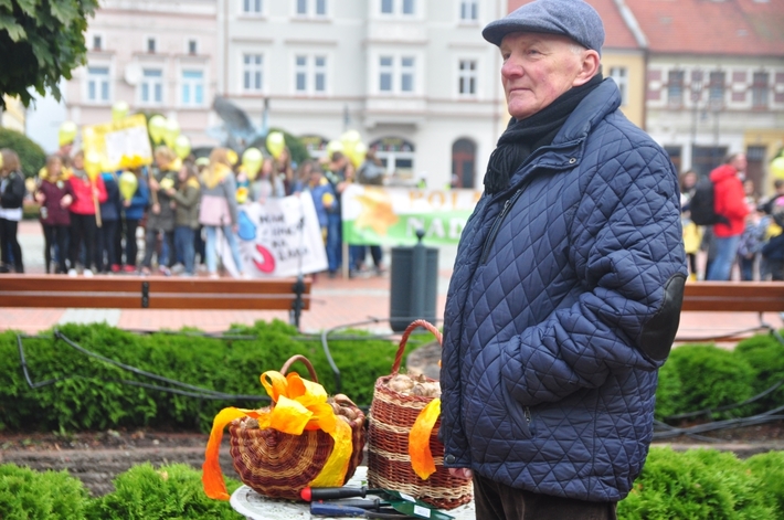 Tuchola: Pola Nadziei 2016. Sadziliśmy żonkile - ZDJĘCIA