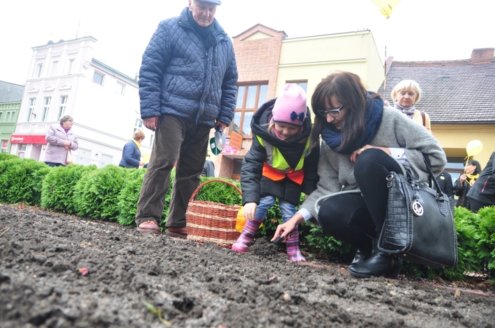 Tuchola: Pola Nadziei 2016. Sadziliśmy żonkile - ZDJĘCIA