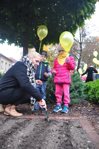 Tuchola: Pola Nadziei 2016. Sadziliśmy żonkile - ZDJĘCIA
