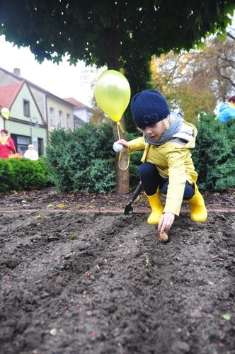 Tuchola: Pola Nadziei 2016. Sadziliśmy żonkile - ZDJĘCIA