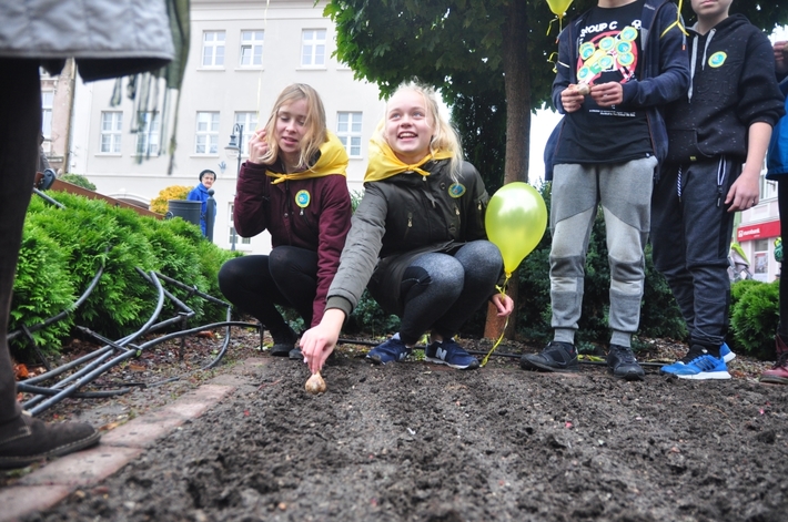 Tuchola: Pola Nadziei 2016. Sadziliśmy żonkile - ZDJĘCIA