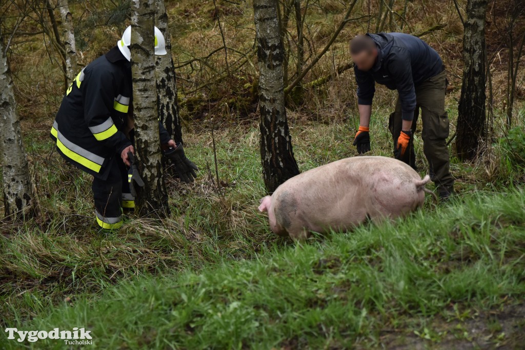 Pożar przyczepy z trzodą chlewną