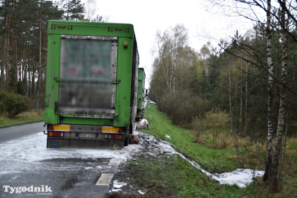 Pożar przyczepy z trzodą chlewną