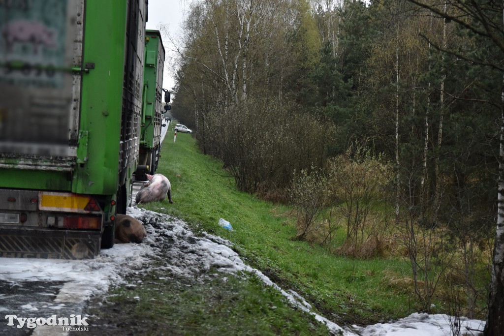 Pożar przyczepy z trzodą chlewną