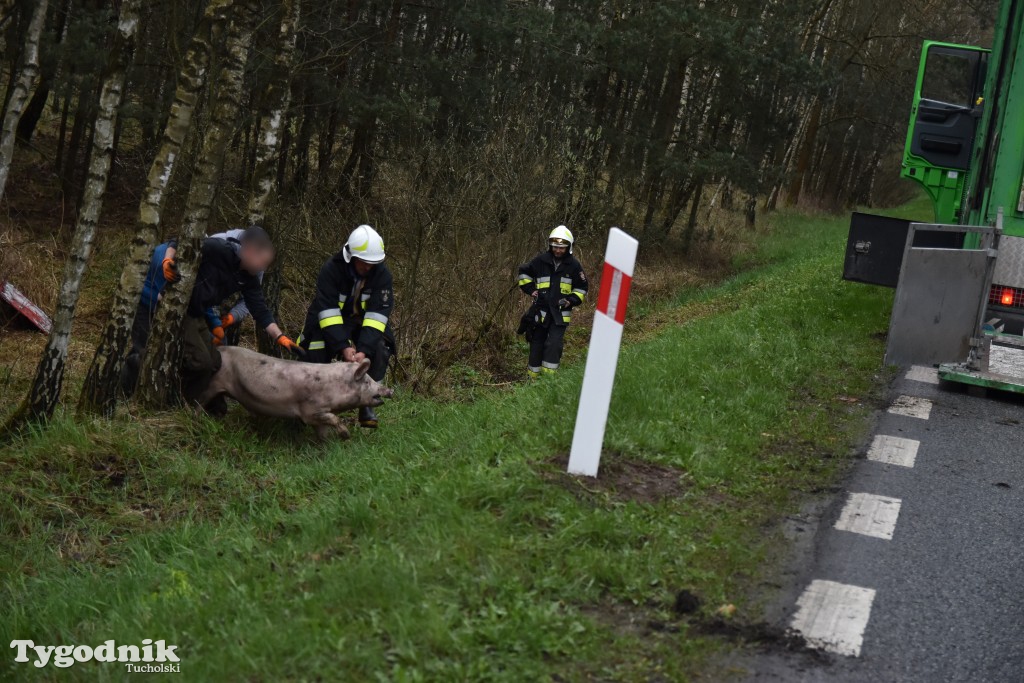 Pożar przyczepy z trzodą chlewną