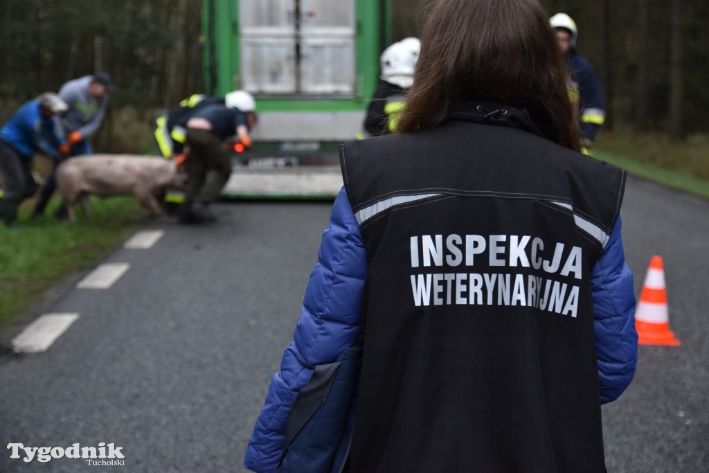 Pożar przyczepy z trzodą chlewną