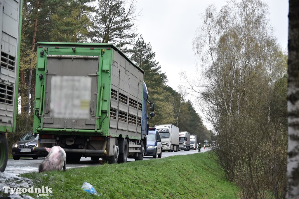 Pożar przyczepy z trzodą chlewną