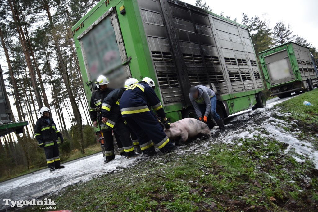 Pożar przyczepy z trzodą chlewną