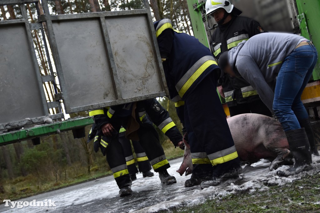 Pożar przyczepy z trzodą chlewną