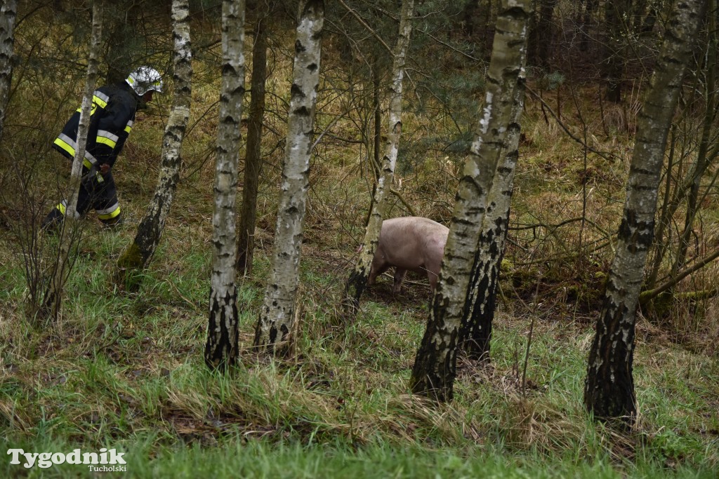 Pożar przyczepy z trzodą chlewną