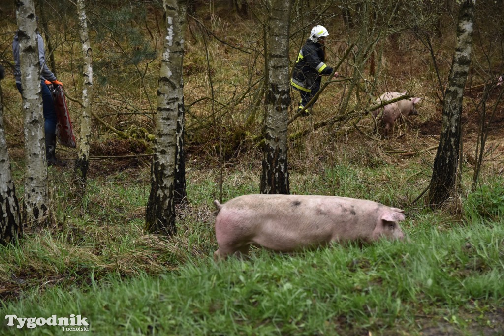 Pożar przyczepy z trzodą chlewną