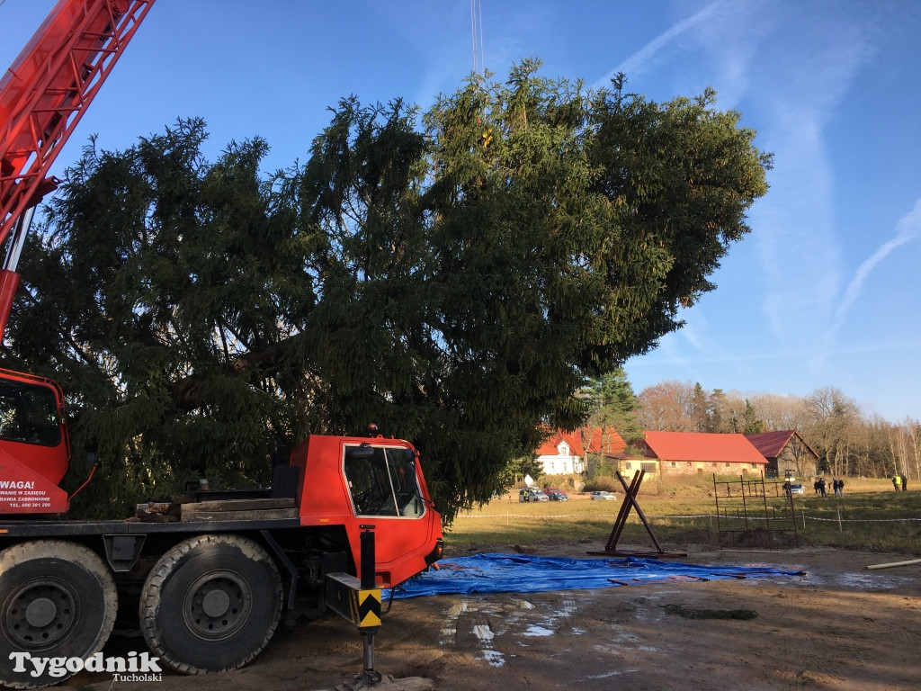 Tucholanin ściął choinkę dla papieża