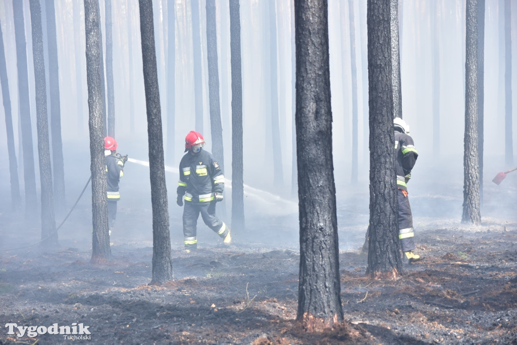 Pożar lasu w gminie Śliwice