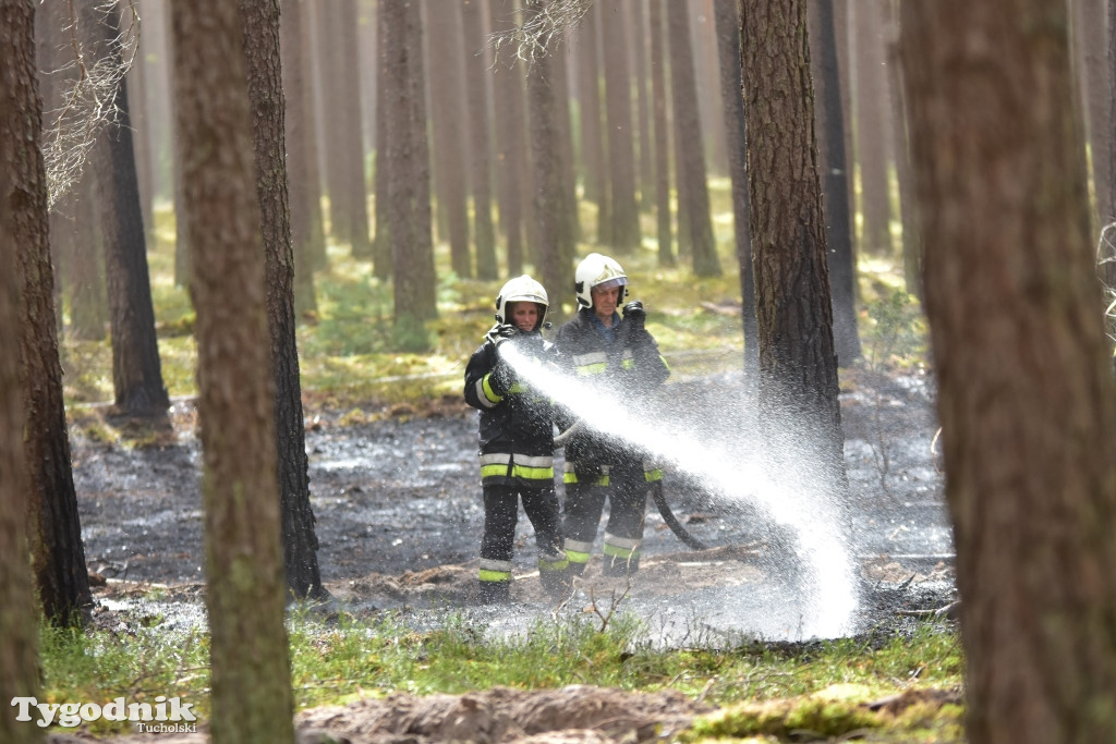 Pożar lasu w gminie Śliwice