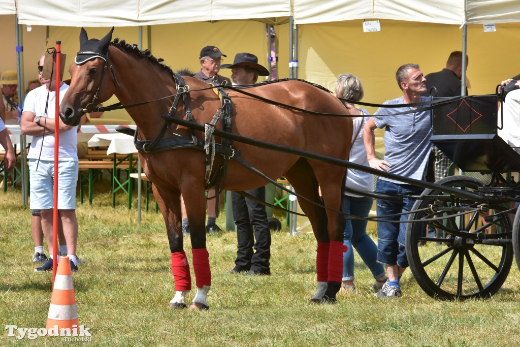 Śliwice: Piknik Koniarzy 2019