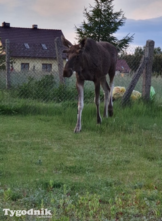Łosie odwiedziły Tucholę