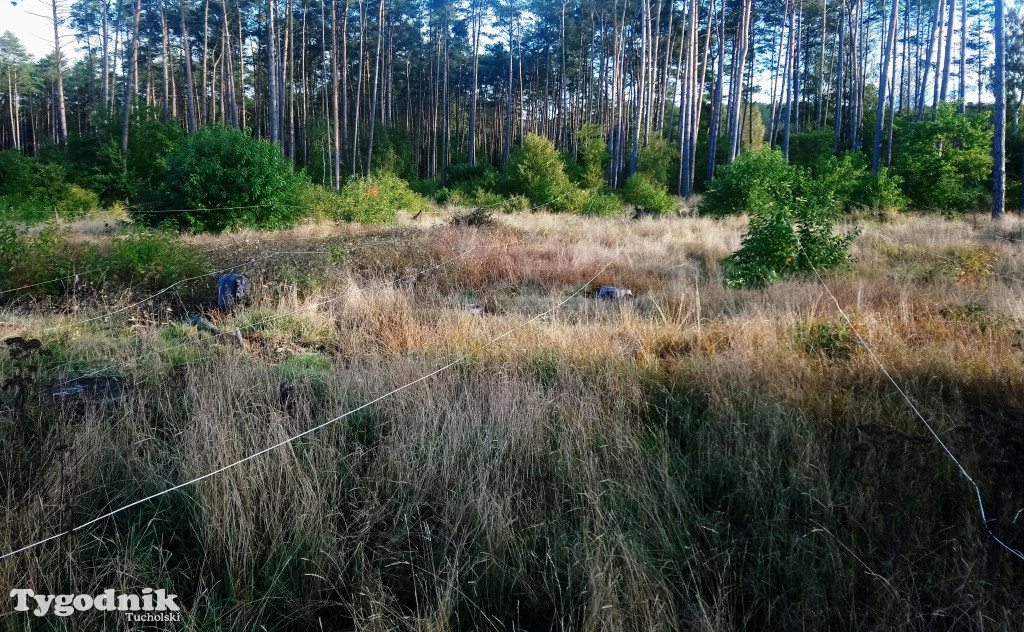 Wybuchowe znaleziska w naszych lasach
