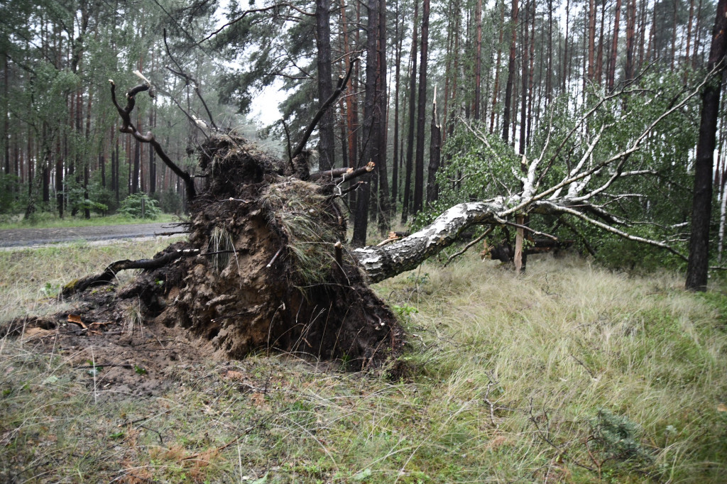 Efekty wichury w pow. tucholskim 01.07.2022