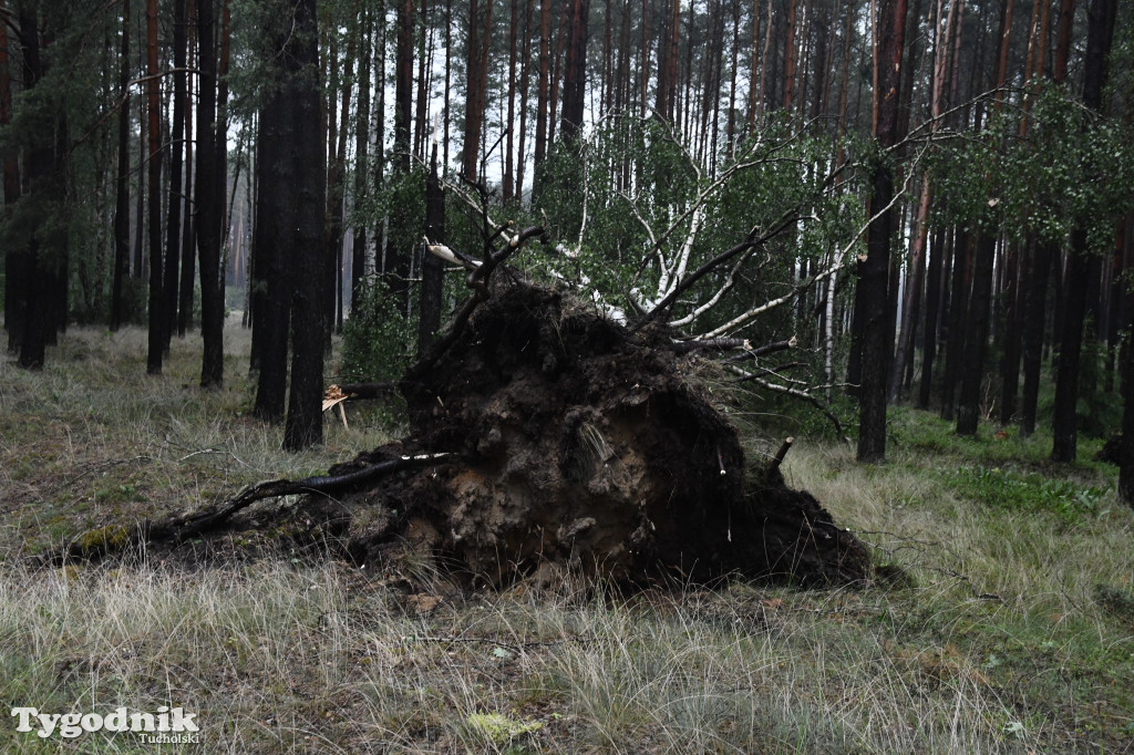 Efekty wichury w pow. tucholskim 01.07.2022