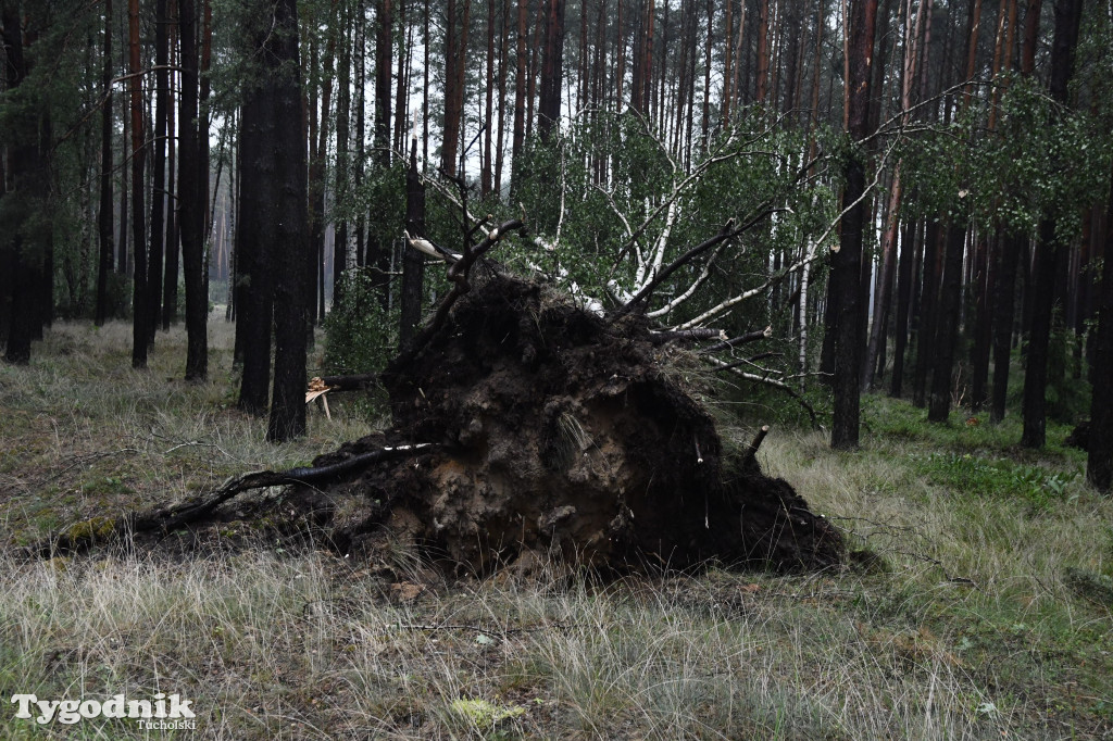 Efekty wichury w pow. tucholskim 01.07.2022