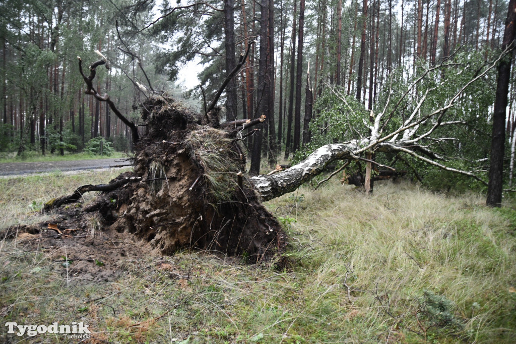 Efekty wichury w pow. tucholskim 01.07.2022