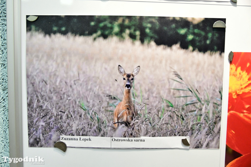 Zwierzę w Borach Tucholskich. Konkurs fotograficzny