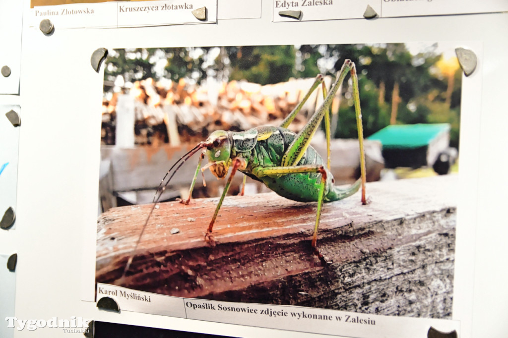 Zwierzę w Borach Tucholskich. Konkurs fotograficzny