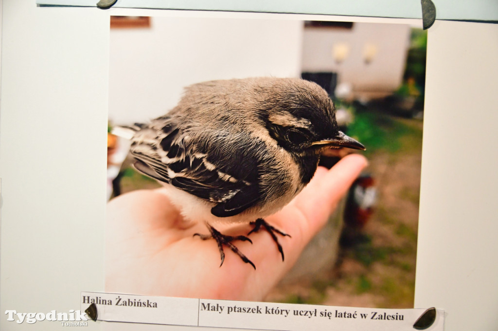 Zwierzę w Borach Tucholskich. Konkurs fotograficzny