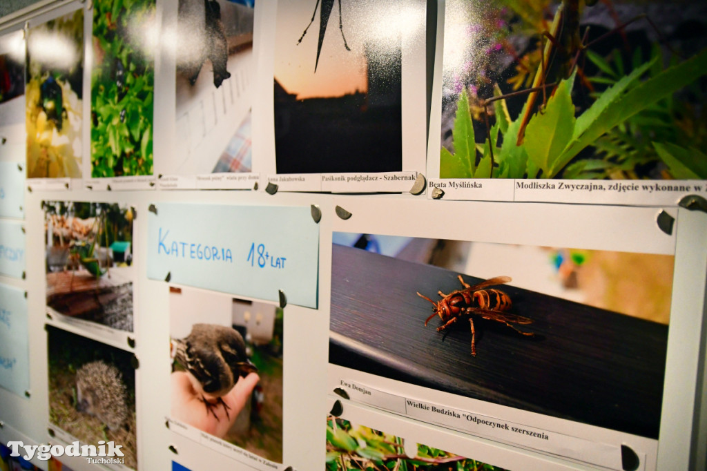 Zwierzę w Borach Tucholskich. Konkurs fotograficzny