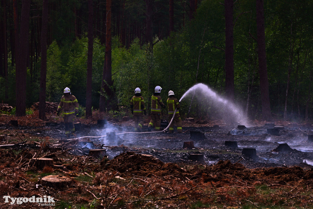 Wymysłowo - pożar w lesie. W akcji dromadery
